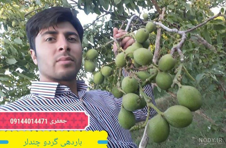 عکس شکوفه های بهاری برای پروفایل - ژاویز