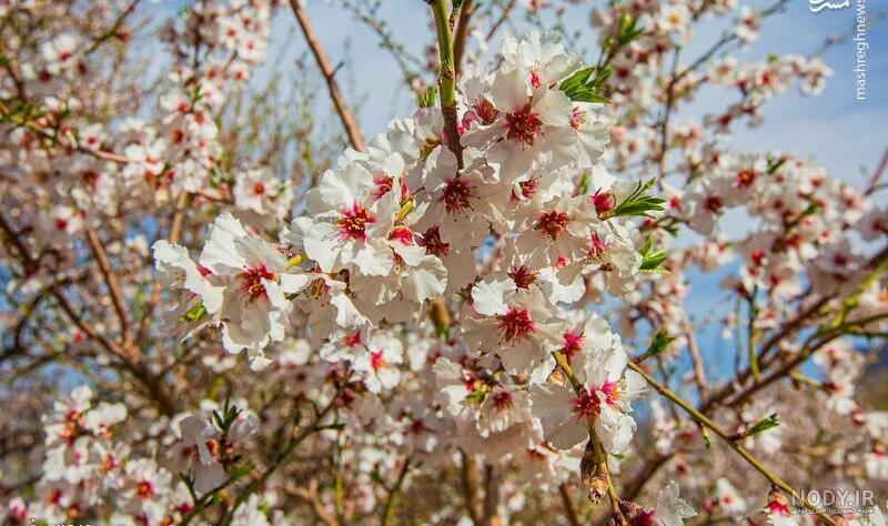 عکس شکوفه بهاری زیبا روی شاخه درخت در فصل بهار
