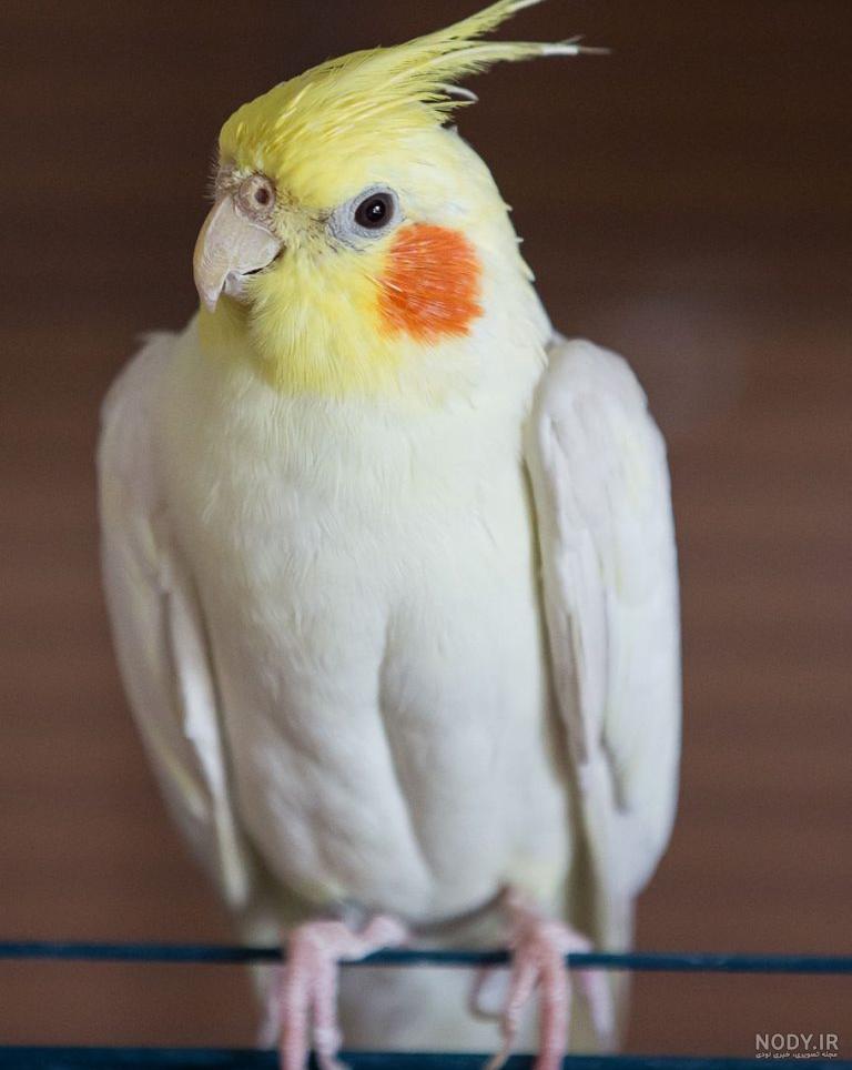 عکس صورت عروس هلندی