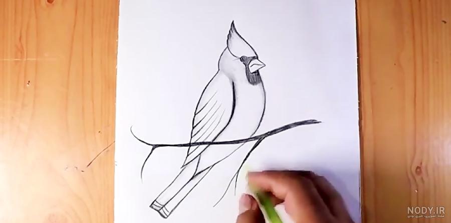 عکس طوطی طراحی