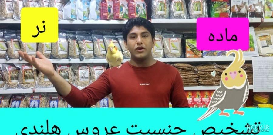 عکس عروس هلندی صورت سفید