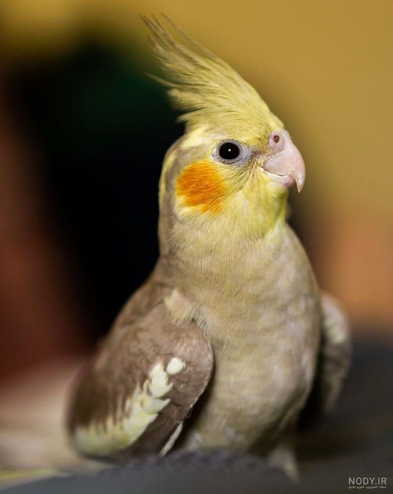 عکس عروس هلندی صورت سفید