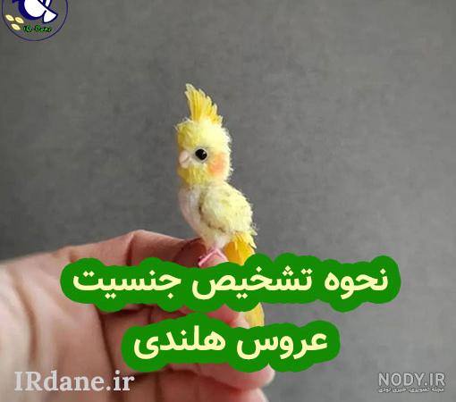 عکس عروس هلندی مرواریدی نر