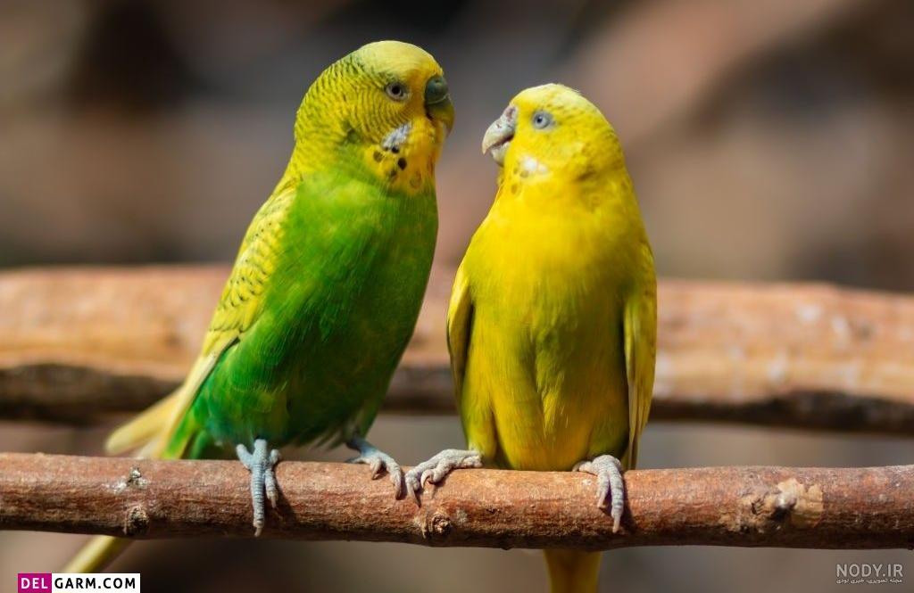 عکس مرغ عشق سفید