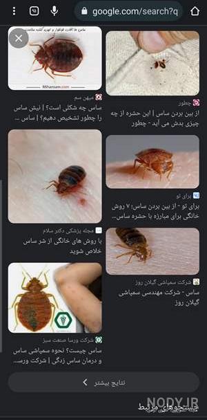 عکس پشه ساس - عکس نودی عکس پشه ساس - عکس نودی