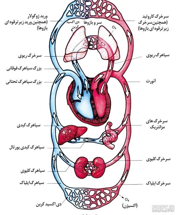 عکس کتاب علوم هفتم عکس کتاب علوم هفتم