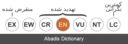 عکس گربه وحشی کوهی عکس گربه وحشی کوهی