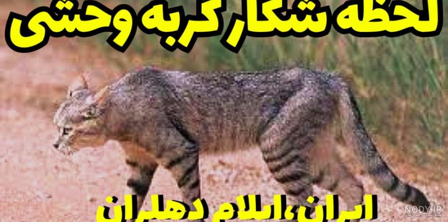 عکس گربه کوهی عکس گربه کوهی