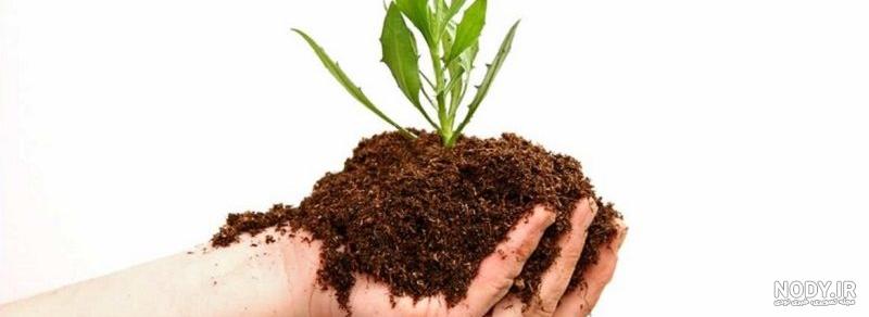نحوه صحیح آبیاری درخت بادام + نکات طلایی