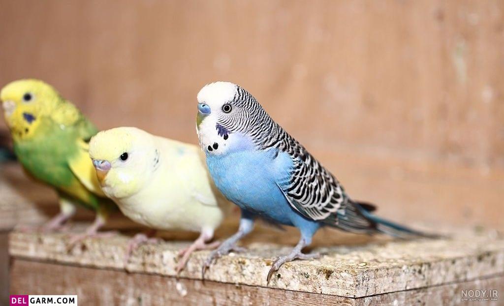 چقدر سخته دل کندن از مرغ عشقم :'(