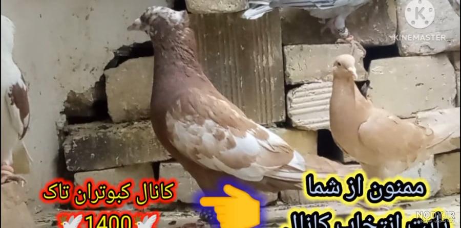 از بین بردن شپش کبوتر (بدون دارو)