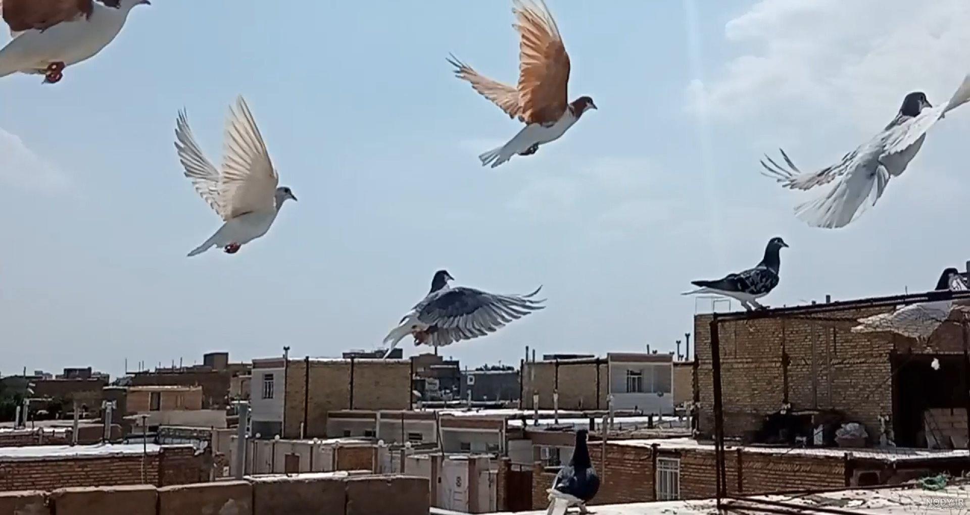شرکت سمپاشی نگین دشت - شناسای و سمپاشی مگس کبوتر - سمپاشی نگین دشت