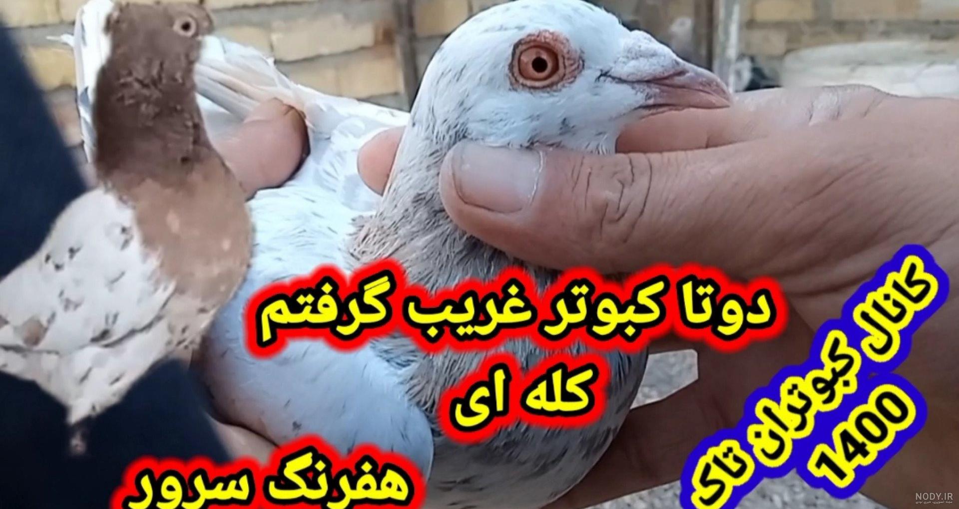 عکس پشه کبوتر