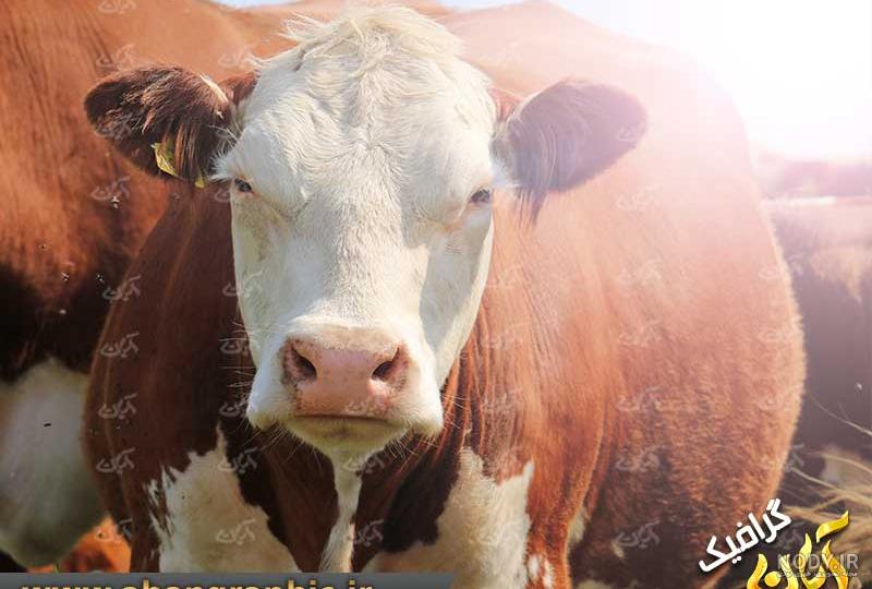 عکس گاو - بازار گوسفند عکس گاو - بازار گوسفند