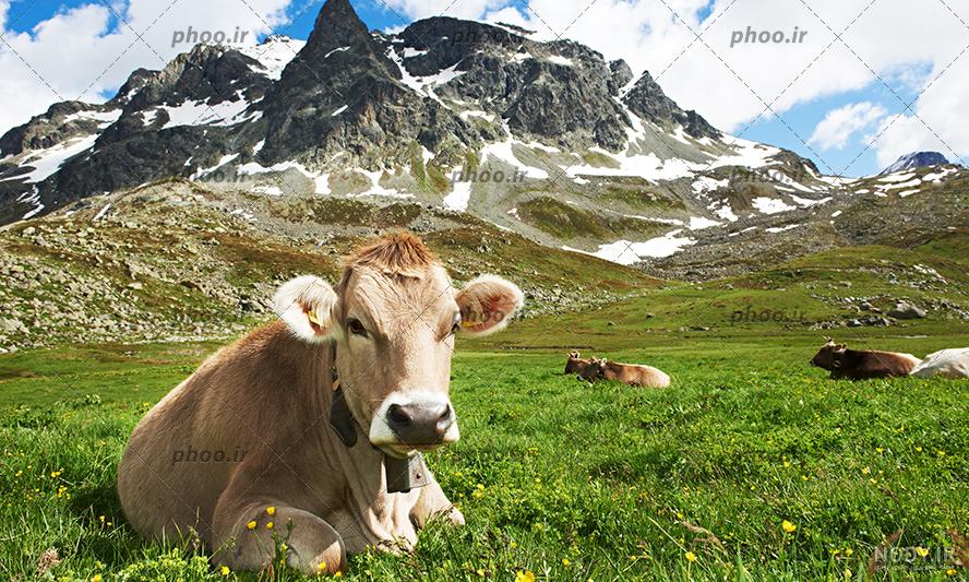 عکس گاو سمینتال اصل ️ [ بهترین تصاویر ]