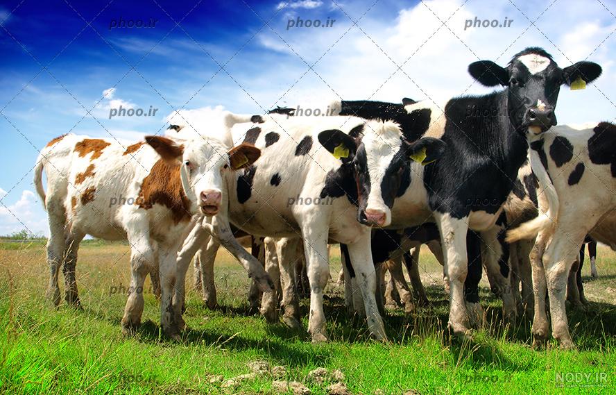 عکس گاو در چمنزار cow in field عکس گاو در چمنزار cow in field
