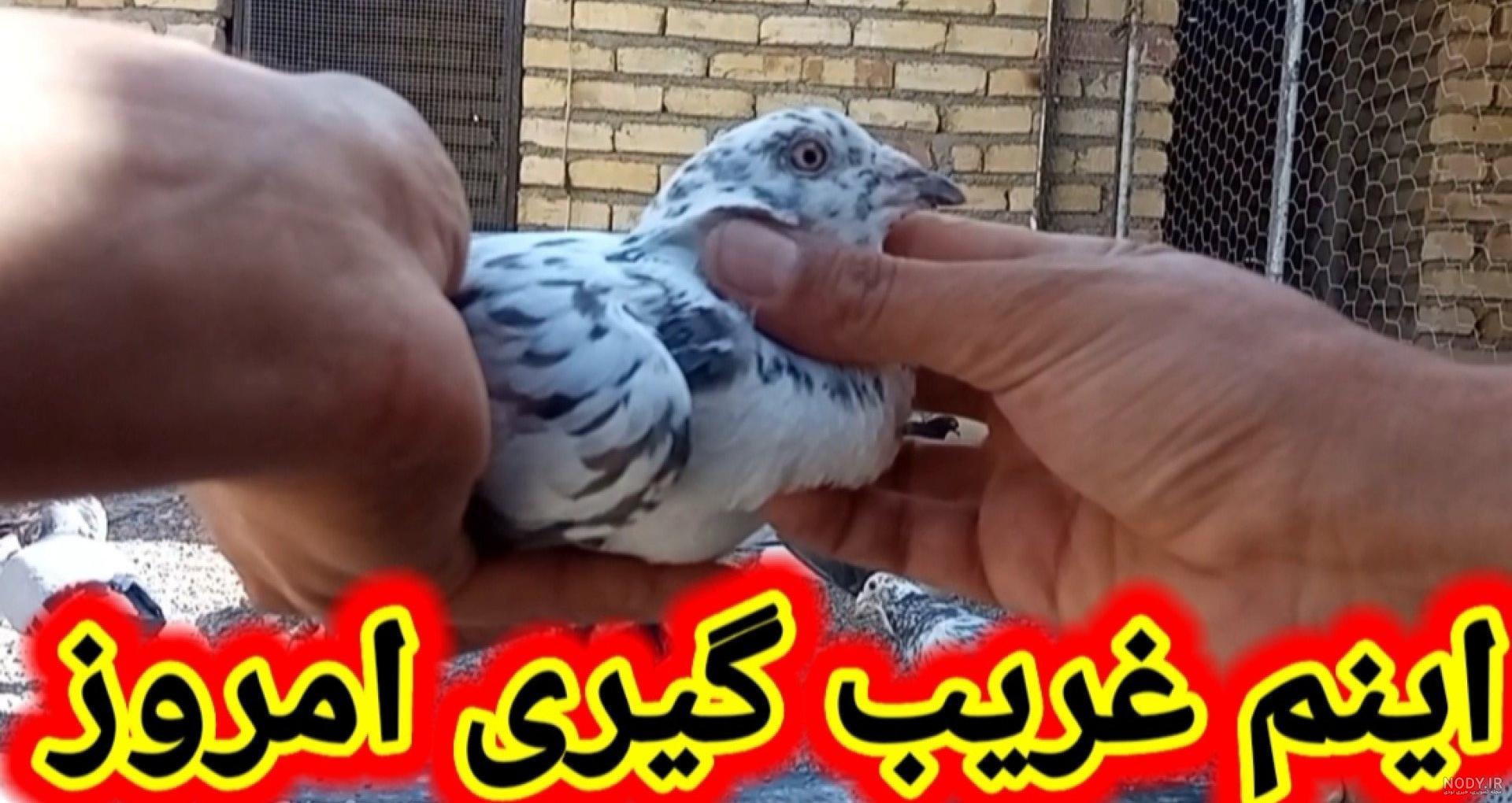 نحوه از بین بردن مگس کبوترا و انواع شپش کبوتر
