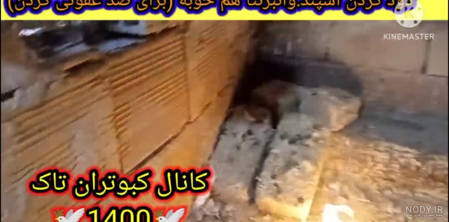 نحوه از بین بردن مگس کبوترا و انواع شپش کبوتر