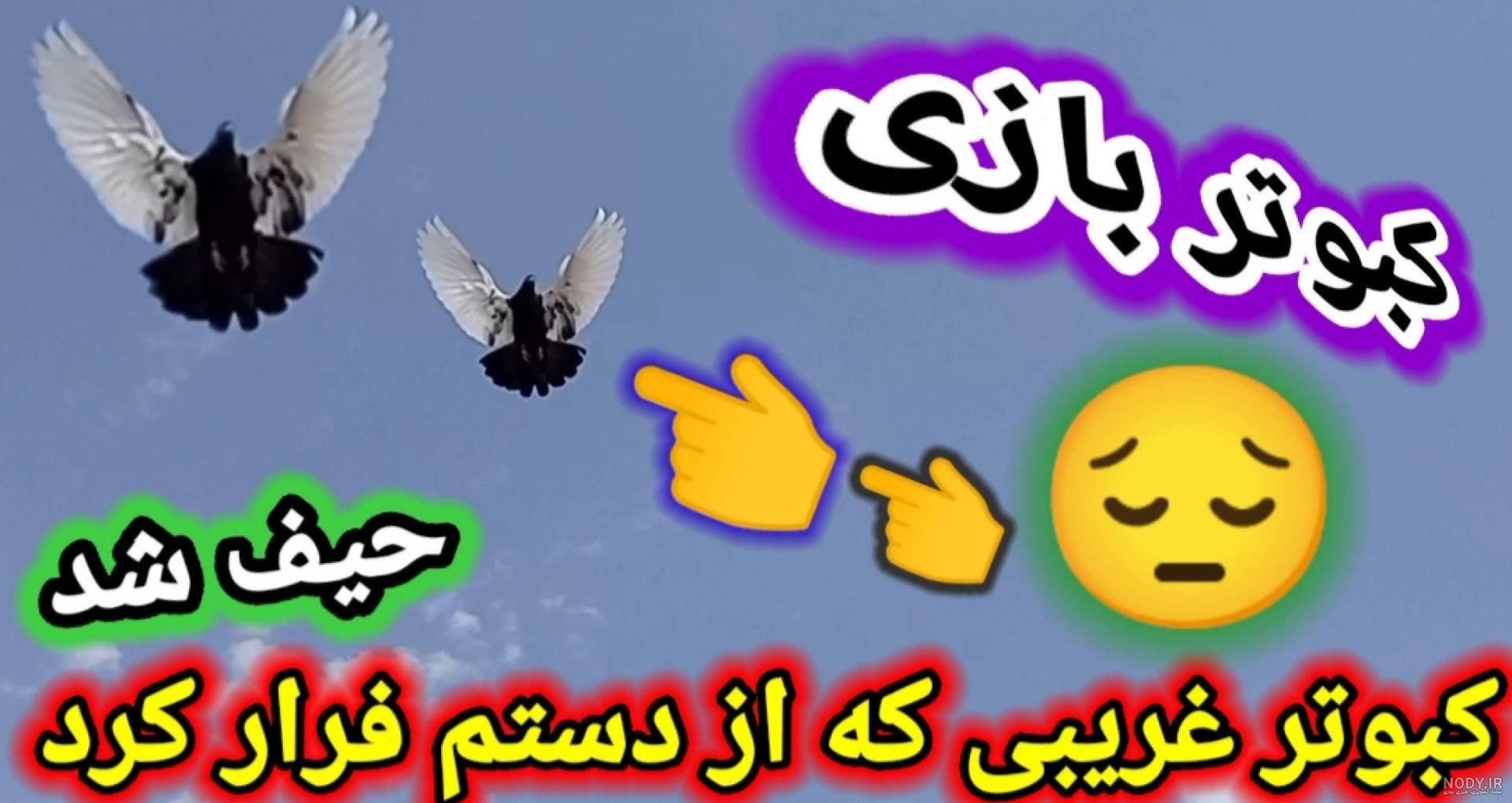 نحوه از بین بردن مگس کبوترا و انواع شپش کبوتر