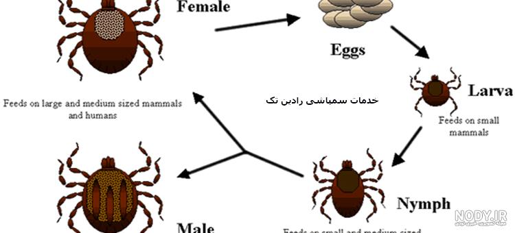 نحوه از بین بردن مگس کبوترا و انواع شپش کبوتر