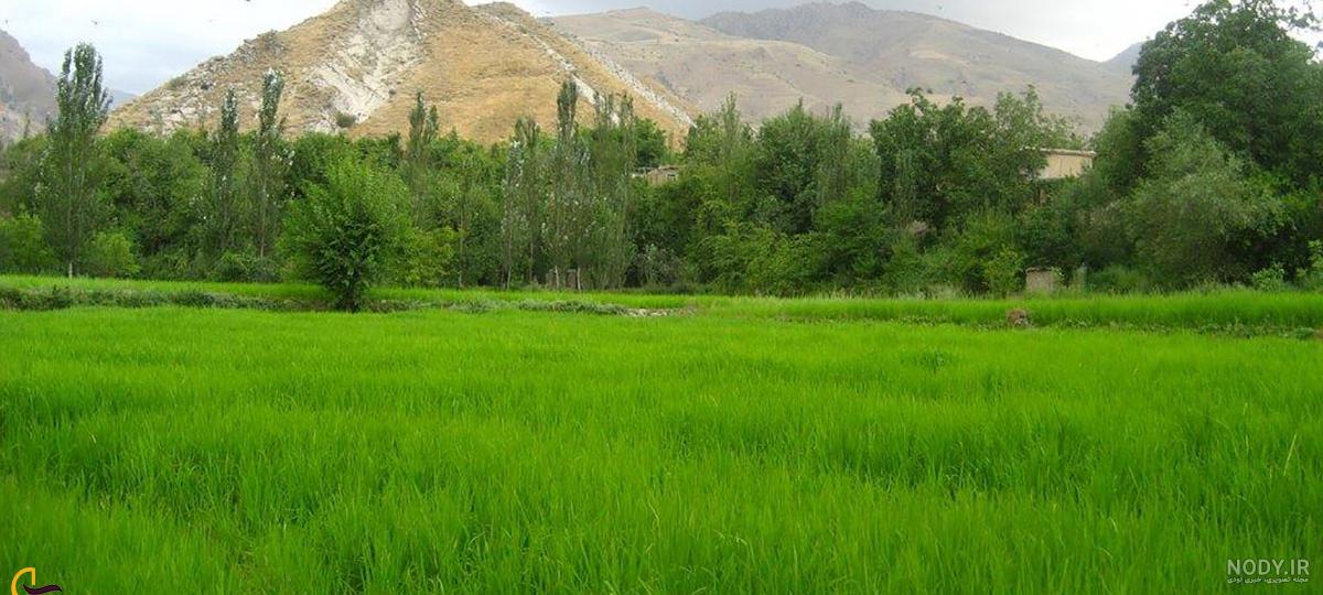پیتزا کیک,خاگینه | سرآشپز پاپیون پیتزا کیک,خاگینه | سرآشپز پاپیون