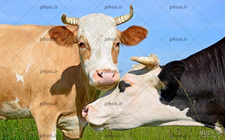 گاو - آبان گرافیک گاو - آبان گرافیک