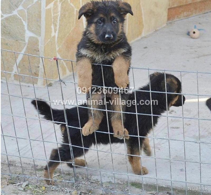 سگ نژاد ژرمن شپرد (German Shepherd): سگ اصیل آلمانی + گالری سگ نژاد ژرمن شپرد (German Shepherd): سگ اصیل آلمانی + گالری