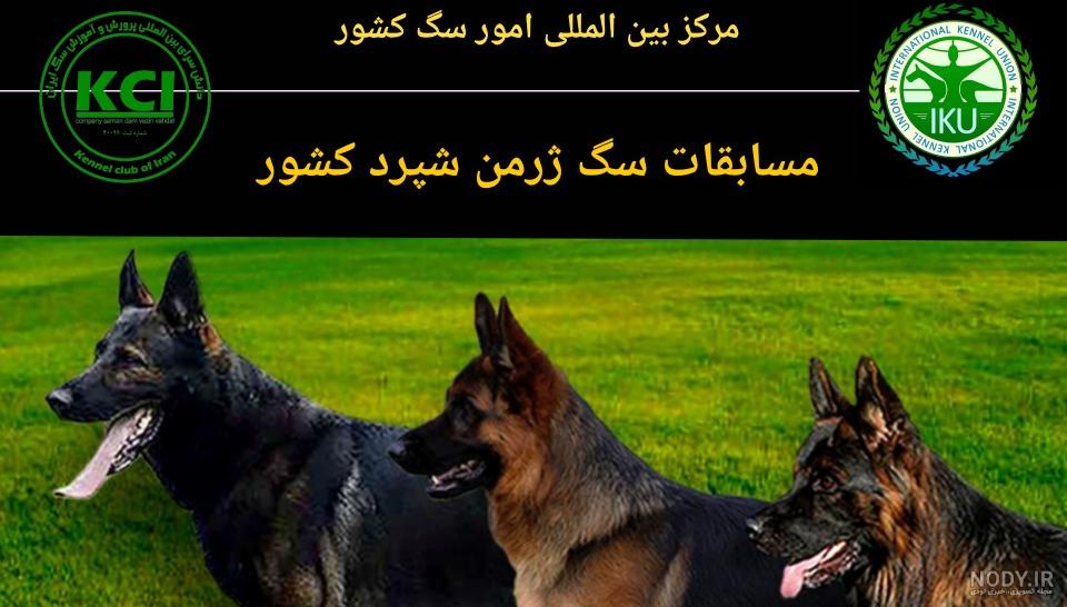 عکس سگ ژرمن شپرد مشکی عکس سگ ژرمن شپرد مشکی