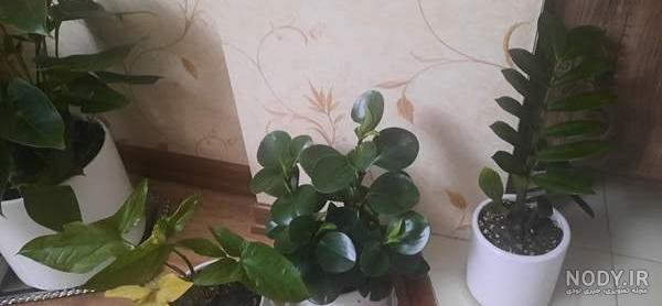 عکس گل طبیعی در منزل