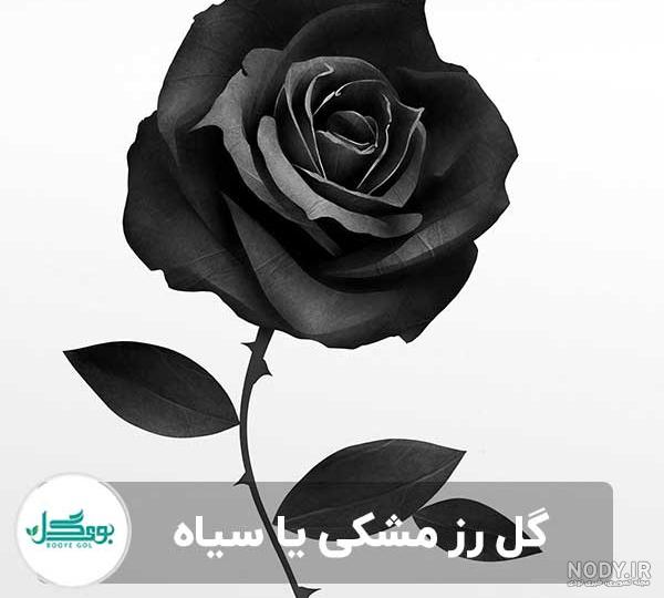 عکس گل رز مشکی برای پروفایل غمگین عکس گل رز مشکی برای پروفایل غمگین