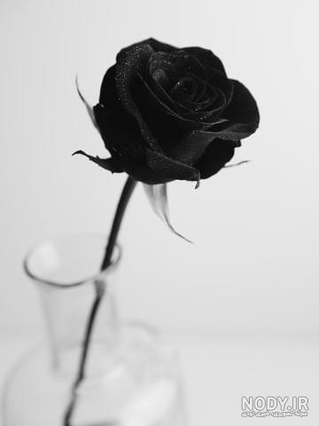 عکس گل سیاه سفید خاص برای پروفایل تلگرام و اینستاگرام عکس گل سیاه سفید خاص برای پروفایل تلگرام و اینستاگرام