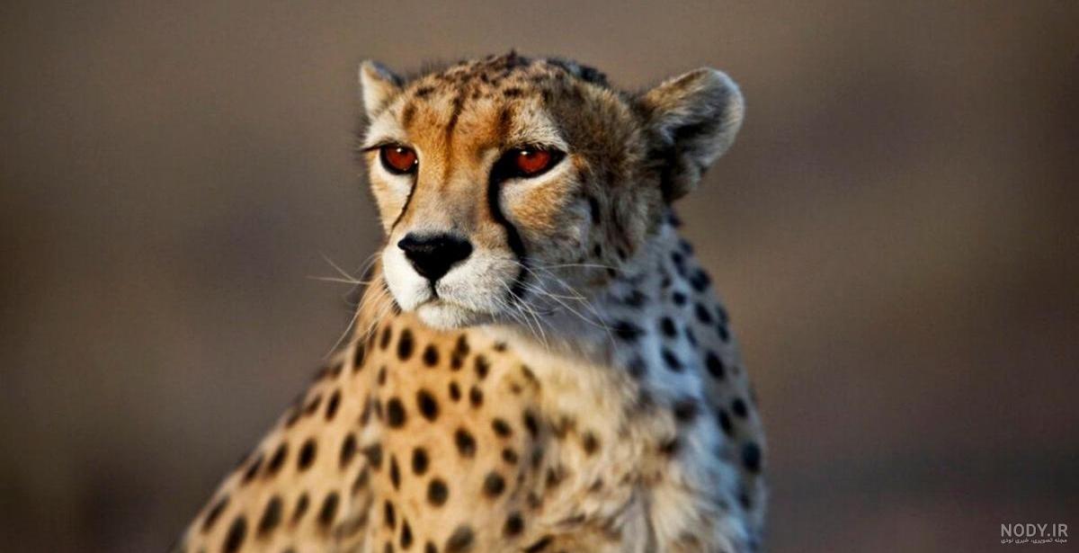 جواب و معنی صفحه ۱۹ زبان انگلیسی دهم جواب و معنی صفحه ۱۹ زبان انگلیسی دهم