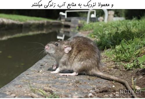 نشانه های موش فاضلاب و راههای رهایی از آن نشانه های موش فاضلاب و راههای رهایی از آن