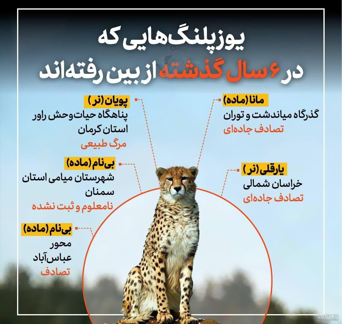والپیپرهای یوزپلنگ خوشگل طبیعت | بک گراند یوزپلنگ خوابیده روی درخت والپیپرهای یوزپلنگ خوشگل طبیعت | بک گراند یوزپلنگ خوابیده روی درخت