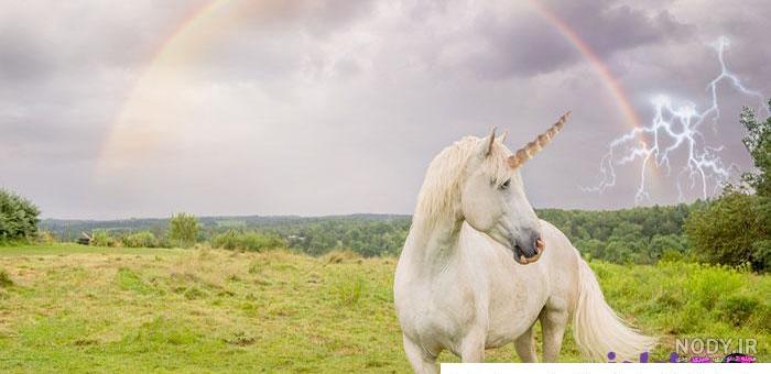 عروسک یونیکورن |🦄لیست قیمت و خرید عروسک اسب تک شاخ