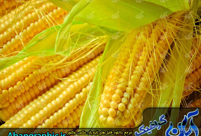 عکس با کیفیت شیر بلال یا ذرت در غلاف سبز با زمینه نور خورشید - لایه باز ... عکس با کیفیت شیر بلال یا ذرت در غلاف سبز با زمینه نور خورشید - لایه باز ...