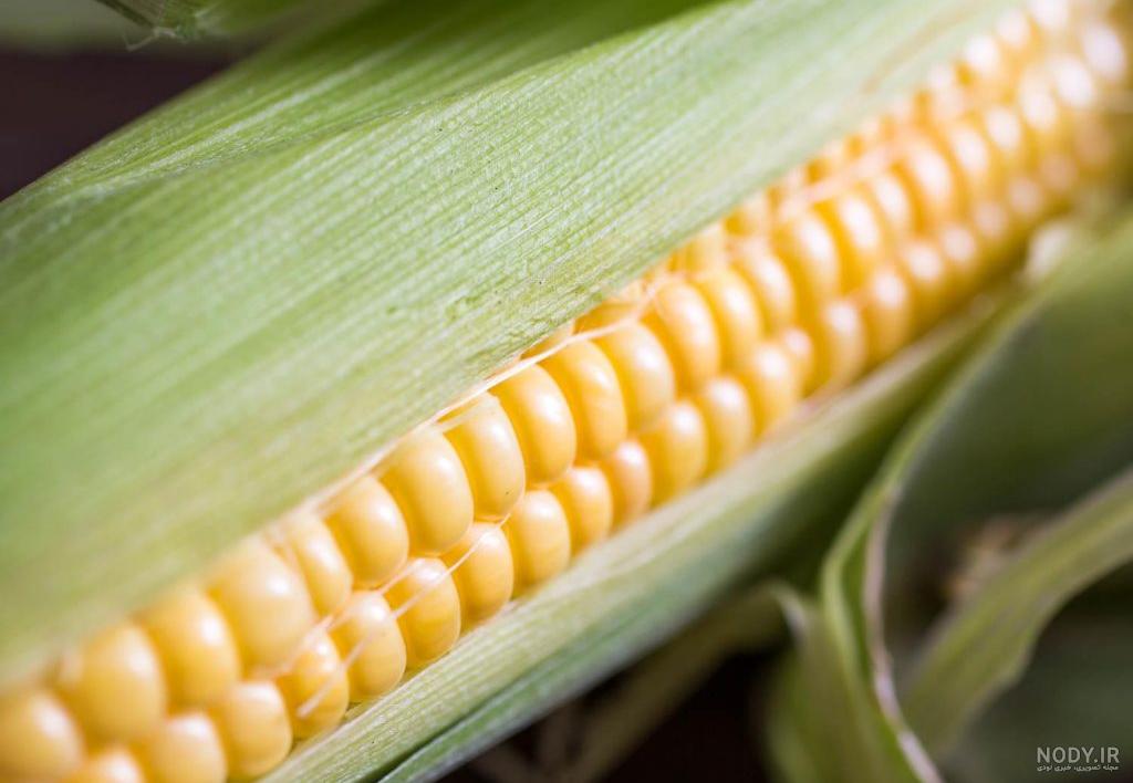 عکس PNG ذرت - Corn PNG Transparent – دانلود رایگان عکس PNG ذرت - Corn PNG Transparent – دانلود رایگان
