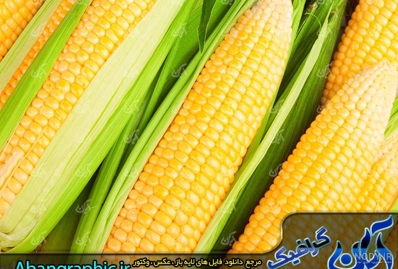 عکس ذرت - گرافیک با طعم تربچه - طرح لایه باز عکس ذرت - گرافیک با طعم تربچه - طرح لایه باز