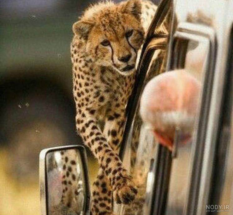 عکس چشم یک عکس چشم یک