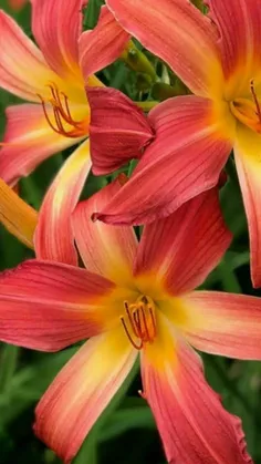 عکس کلبه جنگلی پاییزی عکس کلبه جنگلی پاییزی