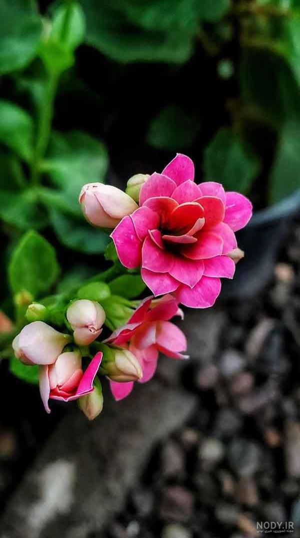 عکس گل رز برای پروفایل تلگرام و اینستاگرام • مجله تصویر زندگی
