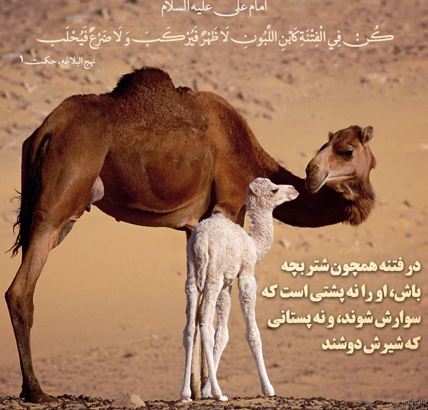 متن صبح بخیر عاشقانه خاص، جدید و انگلیسی به همسر و عشقم