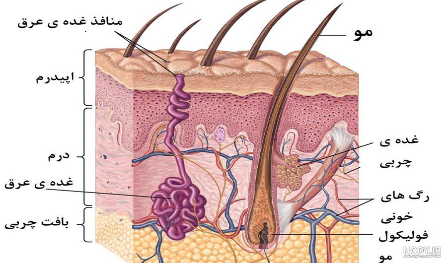 آناتومی و ساختار پوست