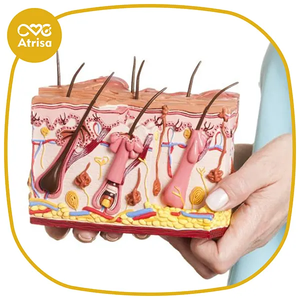 آناتومی و ساختار پوست