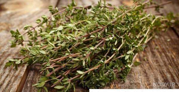 آویشن باغی آویشن باغی