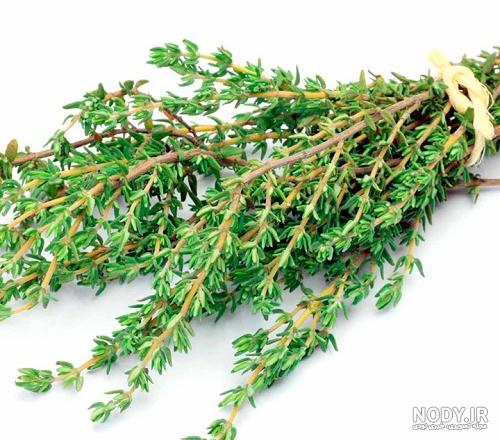 آویشن باغی - معرفی گیاهان پوششی آویشن باغی - معرفی گیاهان پوششی
