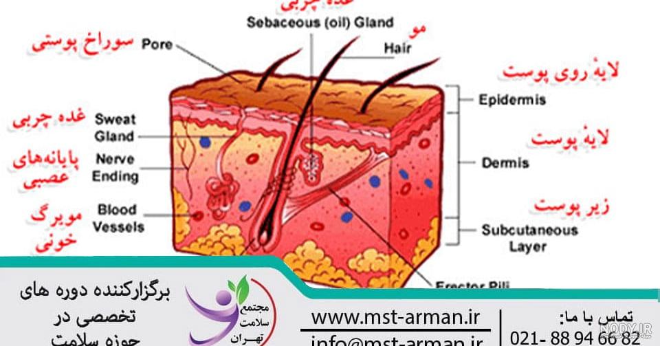 انواع لایه ها و ساختار و آناتومی پوست - مرینوس شاپ