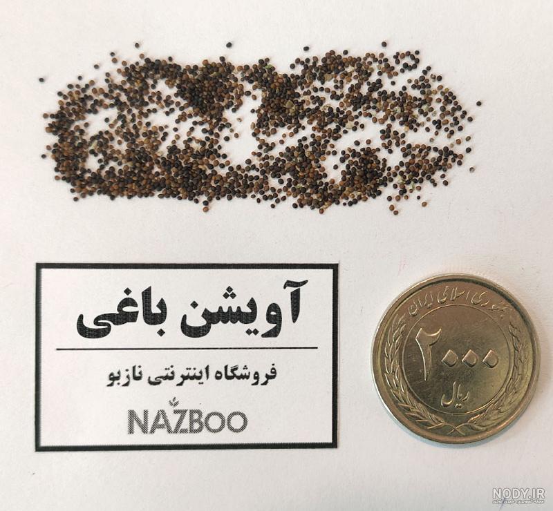 بذر آویشن باغی بذر آویشن باغی