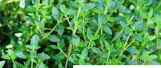 بذر آویشن باغی بذر آویشن باغی
