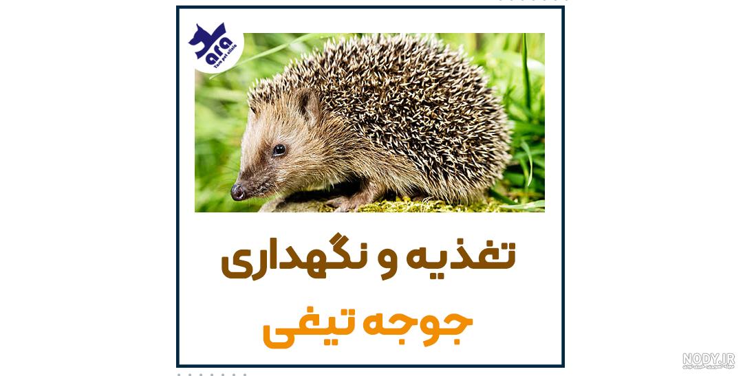 حمله جوجه‌تیغی به کشاورز لرستانی (+عکس)